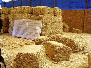 從田間到餐桌 薯類加工與銷售的新機遇